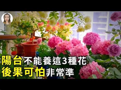 陽台種玫瑰風水|陽台種什麼植物最旺風水？答案都在這裡！